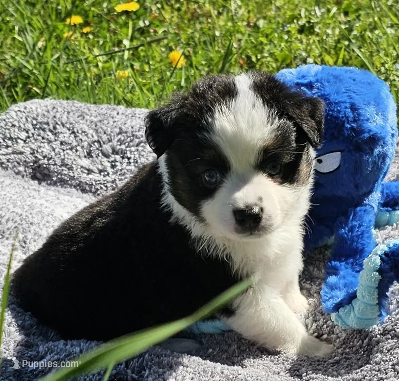 Kissy – Toy Australian Shepherd puppy for sale in Salem, OR