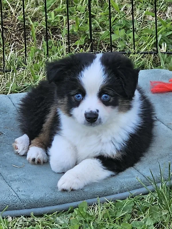 Kissy – Toy Australian Shepherd puppy for sale in Salem, OR
