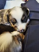 Appolo , a male Toy Australian Shepherd for sale in Salem, OR – 3 of 6