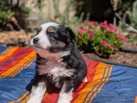 Ivar, a male Toy Australian Shepherd for sale in Salem, OR – 2 of 5