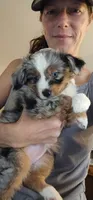 Athena , a female Toy Australian Shepherd for sale in Salem, OR – 2 of 8
