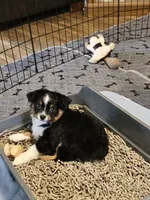 Hunter, a male Toy Australian Shepherd for sale in Salem, OR – 3 of 10