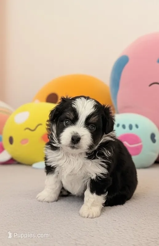 River – Toy Australian Shepherd puppy for sale in Salem, OR