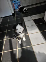 Rowan, a female Toy Australian Shepherd for sale in Salem, OR – 2 of 9