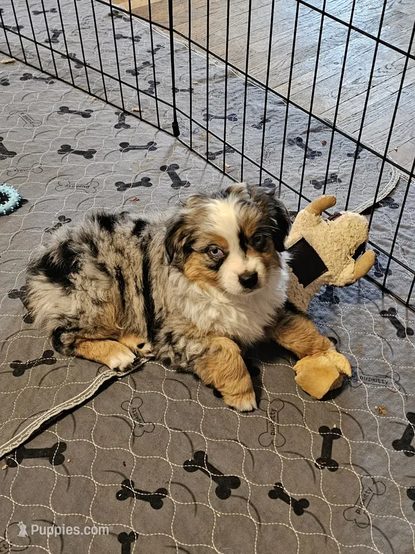 Ares – Toy Australian Shepherd puppy for sale in Salem, OR