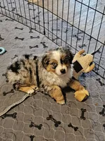 Ares, a male Toy Australian Shepherd for sale in Salem, OR – 2 of 9