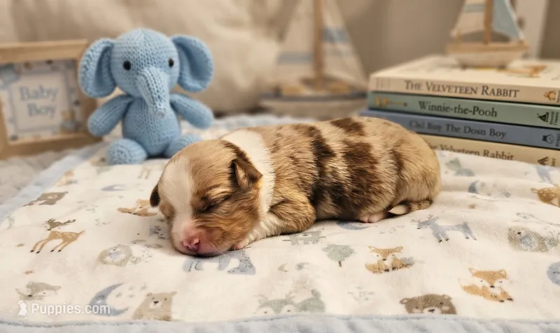 Cinder – Toy Australian Shepherd puppy for sale in Salem, OR