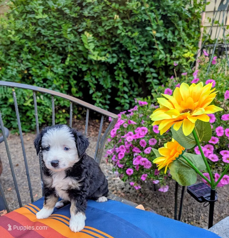 Rowan – Toy Australian Shepherd puppy for sale in Salem, OR