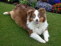 Cinder, a male Toy Australian Shepherd for sale in Salem, OR – 3 of 4