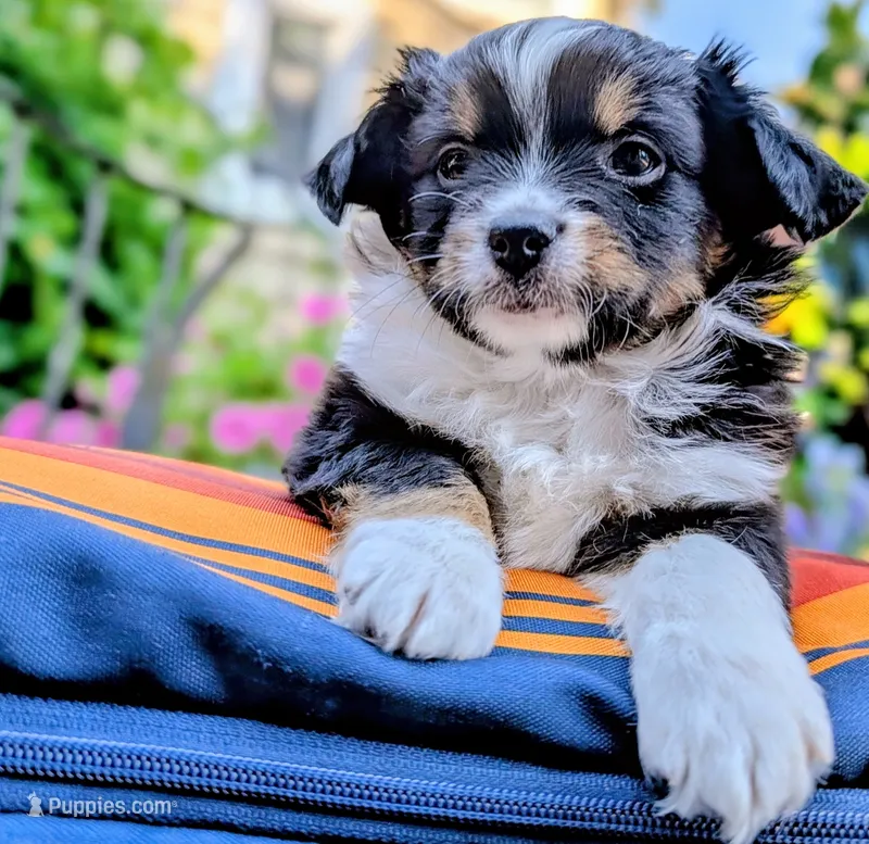 Hunter – Toy Australian Shepherd puppy for sale in Salem, OR