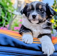 Hunter, a male Toy Australian Shepherd for sale in Salem, OR – 5 of 10