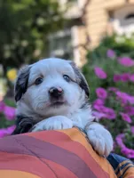 Bjorn, a male Toy Australian Shepherd for sale in Salem, OR – 4 of 7