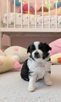 Willow, a female Toy Australian Shepherd for sale in Salem, OR – 1 of 5