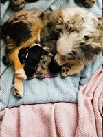 Hunter, a male Toy Australian Shepherd for sale in Salem, OR – 5 of 5