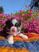 River, a female Toy Australian Shepherd for sale in Salem, OR – 3 of 9