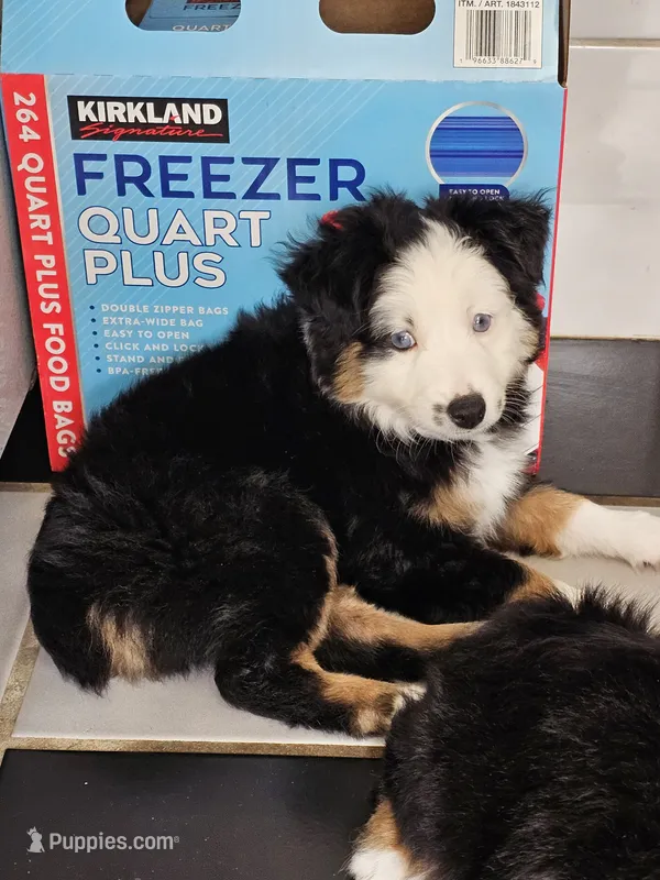 Rowan – Toy Australian Shepherd puppy for sale in Salem, OR