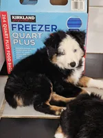 Rowan, a female Toy Australian Shepherd for sale in Salem, OR – 1 of 9
