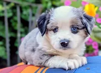 Ubba, a male Toy Australian Shepherd for sale in Salem, OR – 2 of 6