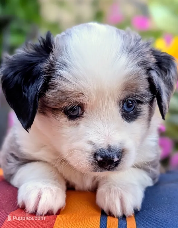 Ubba – Toy Australian Shepherd puppy for sale in Salem, OR