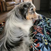 Athena , a female Toy Australian Shepherd for sale in Salem, OR – 5 of 8
