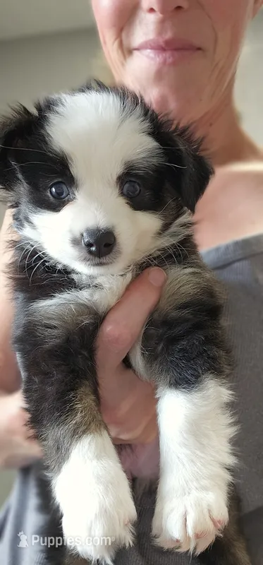 Siggy – Toy Australian Shepherd puppy for sale in Salem, OR