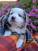 Bjorn, a male Toy Australian Shepherd for sale in Salem, OR – 2 of 7