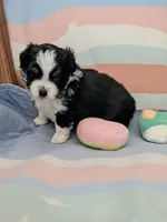 River, a female Toy Australian Shepherd for sale in Salem, OR – 2 of 5