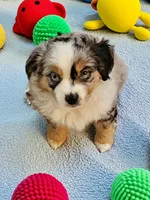Ares, a male Toy Australian Shepherd for sale in Salem, OR – 3 of 9
