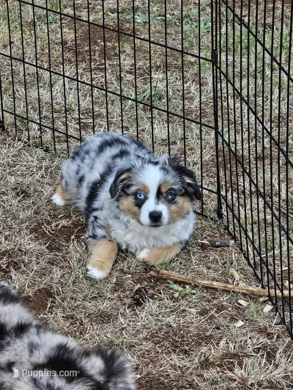 Ares – Toy Australian Shepherd puppy for sale in Salem, OR