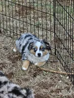 Ares, a male Toy Australian Shepherd for sale in Salem, OR – 1 of 10