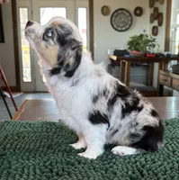 Silvy, a female Toy Australian Shepherd for sale in Salem, OR – Photo 3 of 4