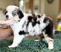 Silvy, a female Toy Australian Shepherd for sale in Salem, OR – Photo 2 of 4