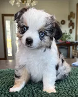 Silvy, a female Toy Australian Shepherd for sale in Salem, OR – Photo 1 of 4