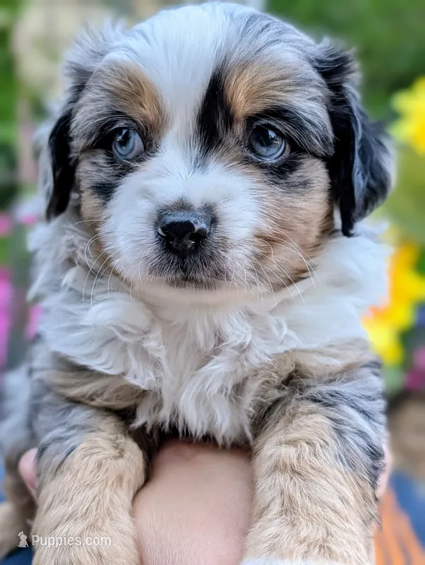 Ares – Toy Australian Shepherd puppy for sale in Salem, OR