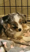 Athena , a female Toy Australian Shepherd for sale in Salem, OR – 4 of 8