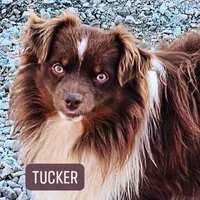 Athena , a female Toy Australian Shepherd for sale in Salem, OR – 7 of 8