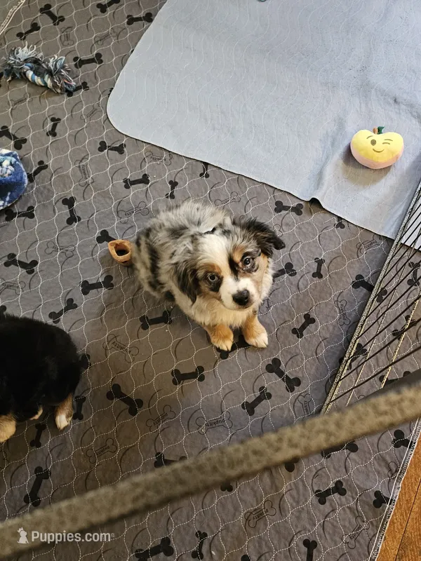 Ares – Toy Australian Shepherd puppy for sale in Salem, OR