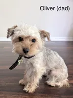 Ruthie, a female Yorkipoo and Yorkshire Terrier for sale in Jacksonville, FL – 5 of 5