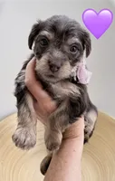 Ruthie, a female Yorkipoo and Yorkshire Terrier for sale in Jacksonville, FL – 3 of 5