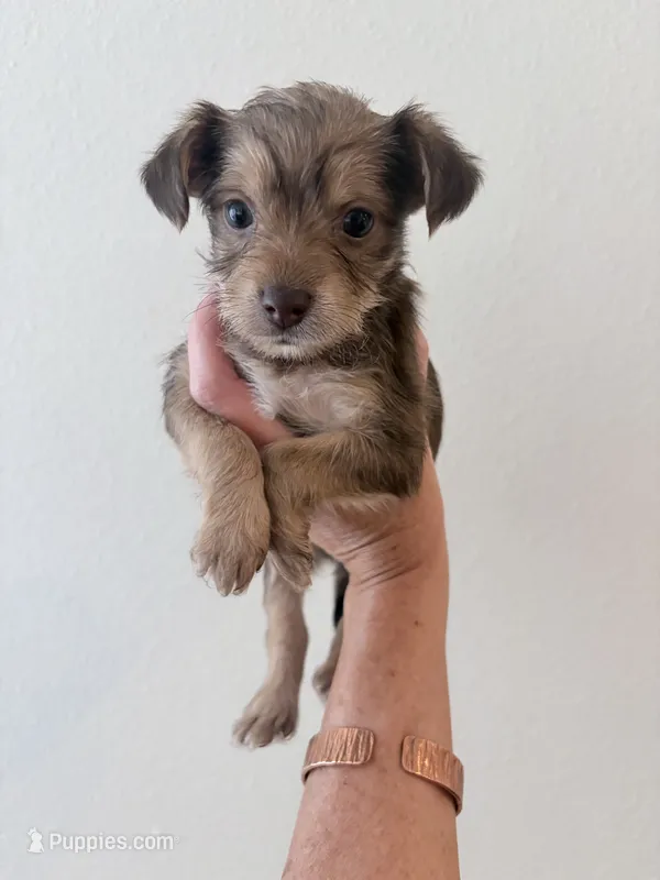 Cookie – Yorkipoo, Yorkshire Terrier puppy for sale in Jacksonville, FL