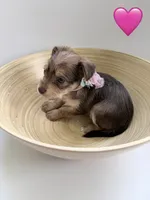 Cookie, a female Yorkipoo and Yorkshire Terrier for sale in Jacksonville, FL – 2 of 4