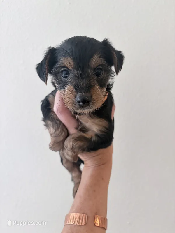Poppy – Yorkipoo, Yorkshire Terrier puppy for sale in Jacksonville, FL