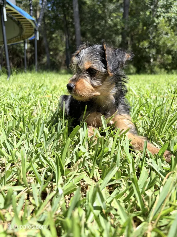 Poppy – Yorkipoo, Yorkshire Terrier puppy for sale in Jacksonville, FL