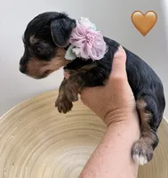 Poppy, a female Yorkipoo and Yorkshire Terrier for sale in Jacksonville, FL – 3 of 5