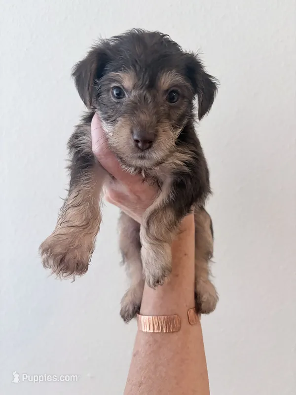 Ruthie – Yorkipoo, Yorkshire Terrier puppy for sale in Jacksonville, FL