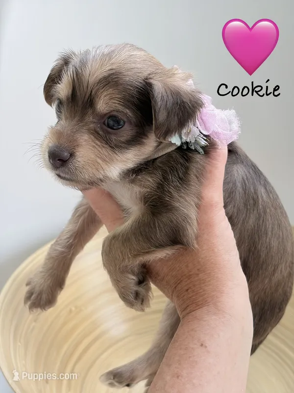 Cookie – Yorkipoo, Yorkshire Terrier puppy for sale in Jacksonville, FL