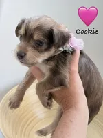 Cookie, a female Yorkipoo and Yorkshire Terrier for sale in Jacksonville, FL – 1 of 4