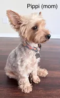 Unknown 1 , a  Yorkipoo for sale in Jacksonville, FL – 2 of 2