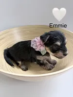 Emmie, a female Yorkipoo and Yorkshire Terrier for sale in Jacksonville, FL – 2 of 4