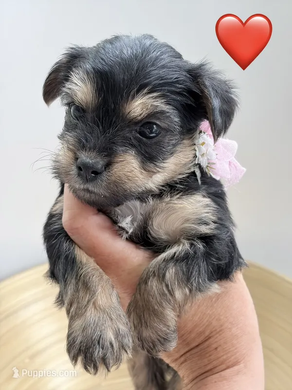Kisses – Yorkipoo, Yorkshire Terrier puppy for sale in Jacksonville, FL